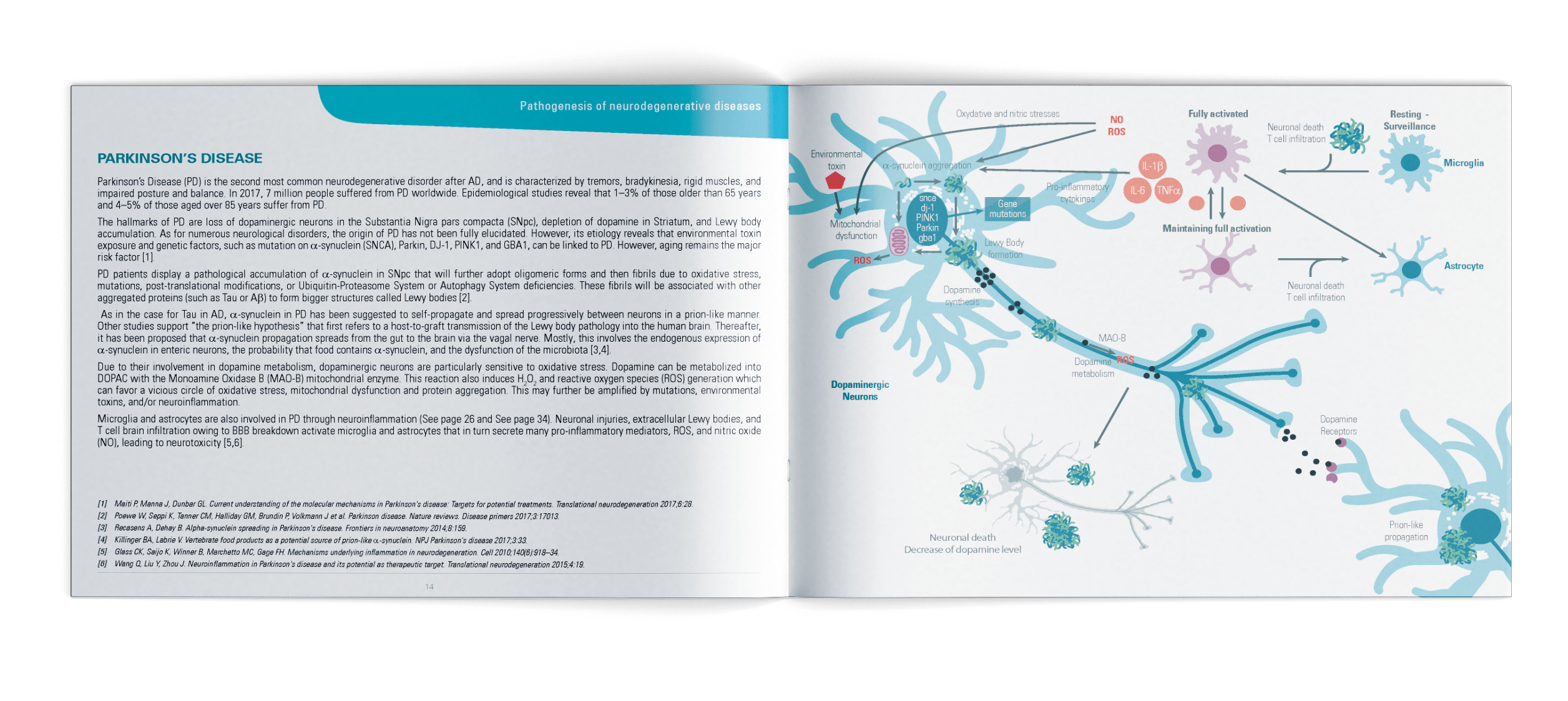 Neurodegenerative Diseases and Neuroinflammation Pathways