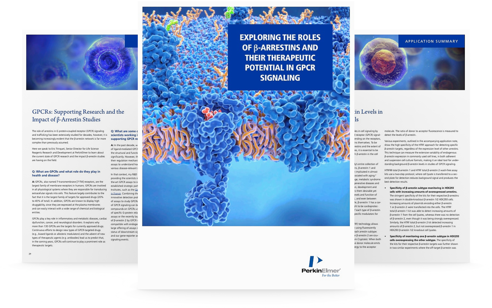 Exploring The Roles Of B Arrestins And Their Therapeutic Potential In Gpcr