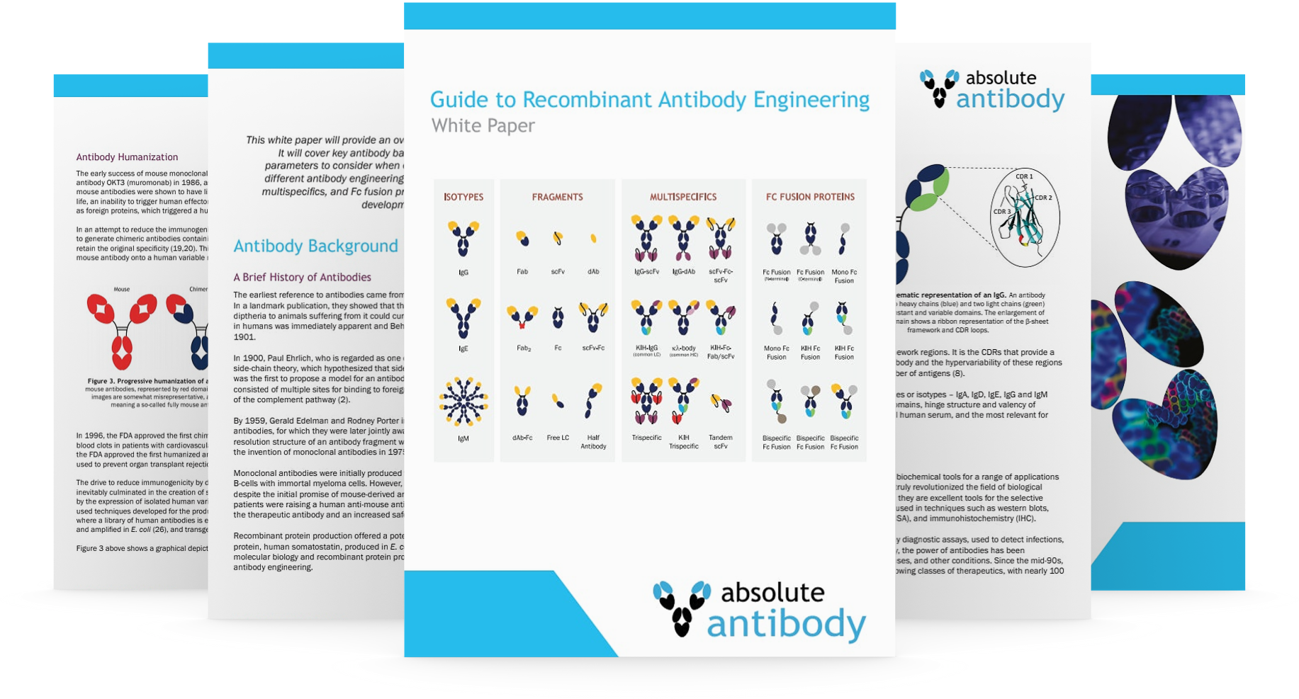 A Guide to Recombinant Antibody Engineering