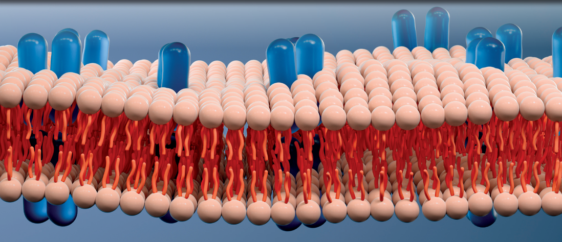 4D Lipidomics: Workflow for Increased Throughput