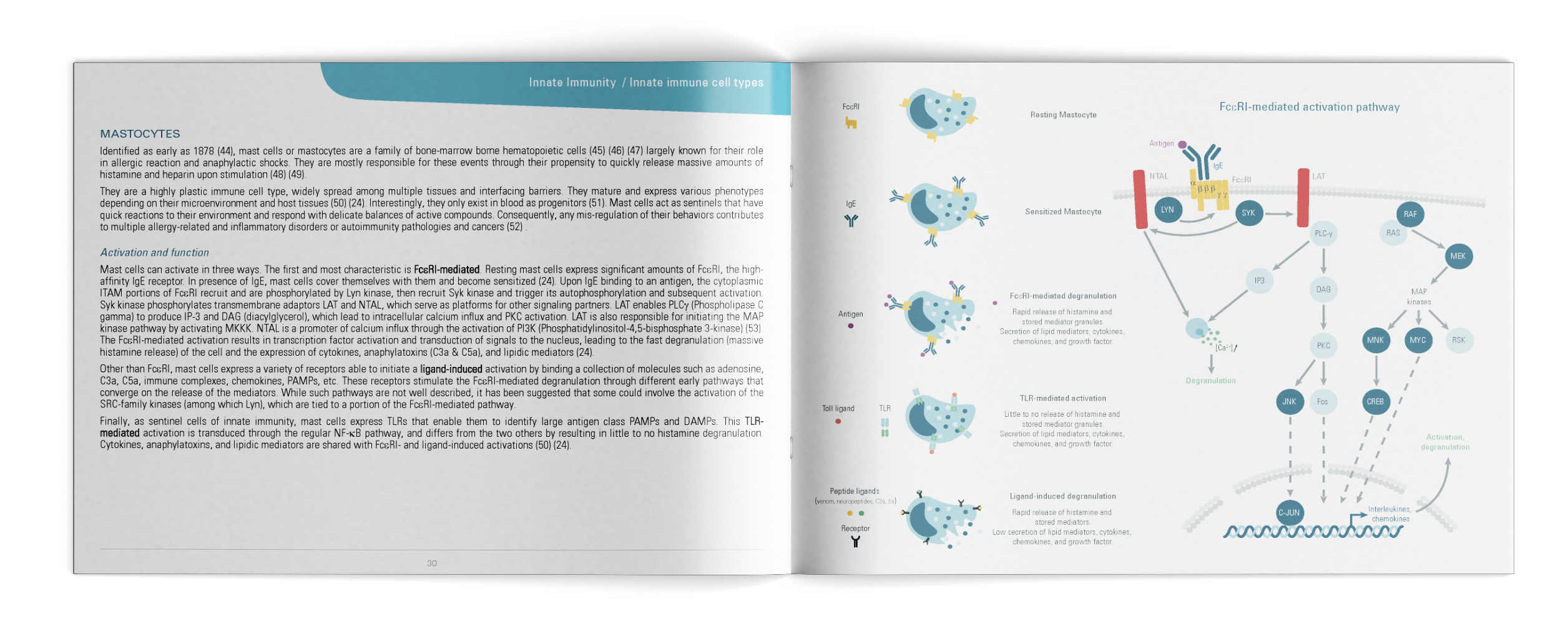 Immunology Guide – Insight into the Diversity of Cells & Signaling Pathways