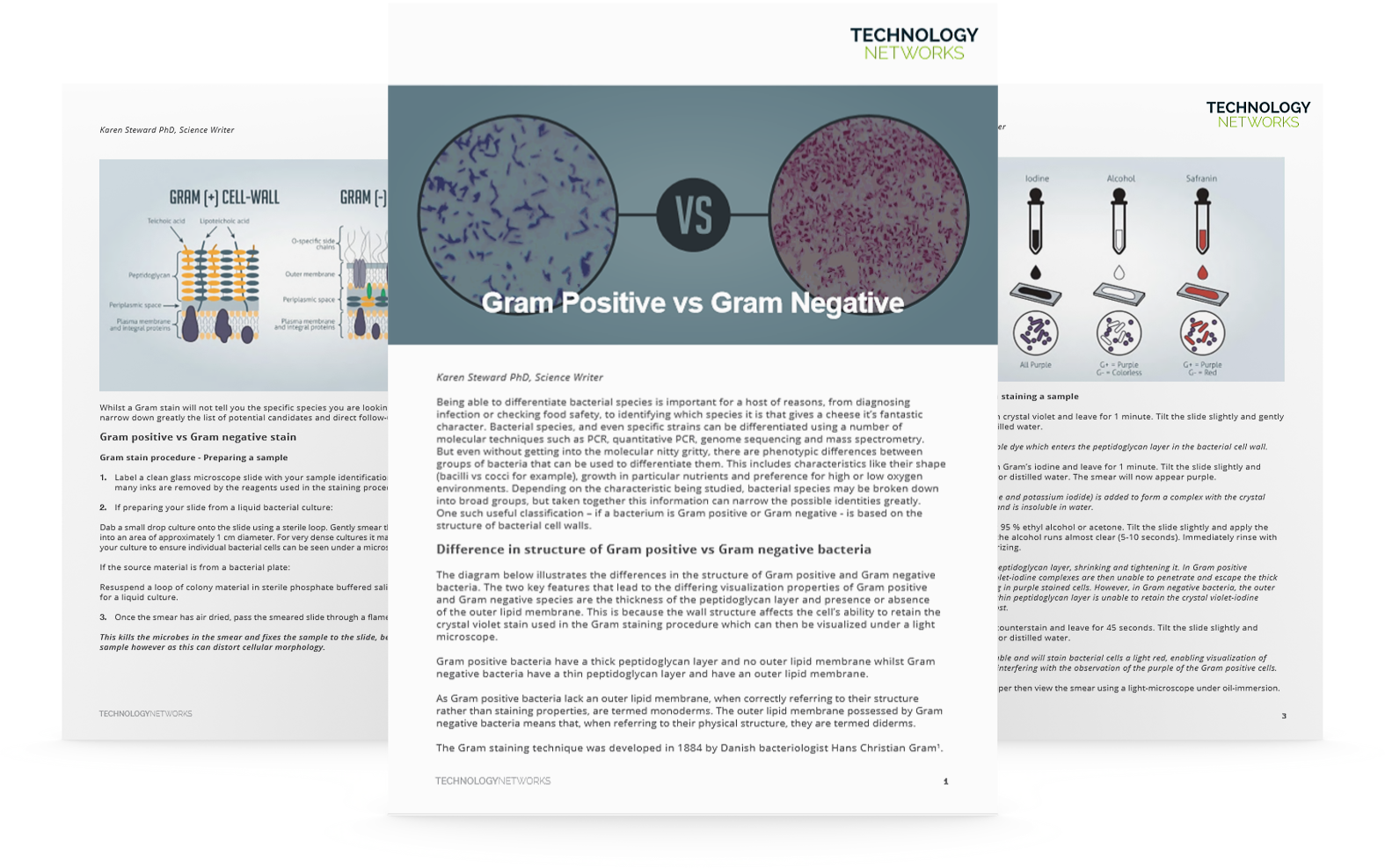 gram positive vs gram negative