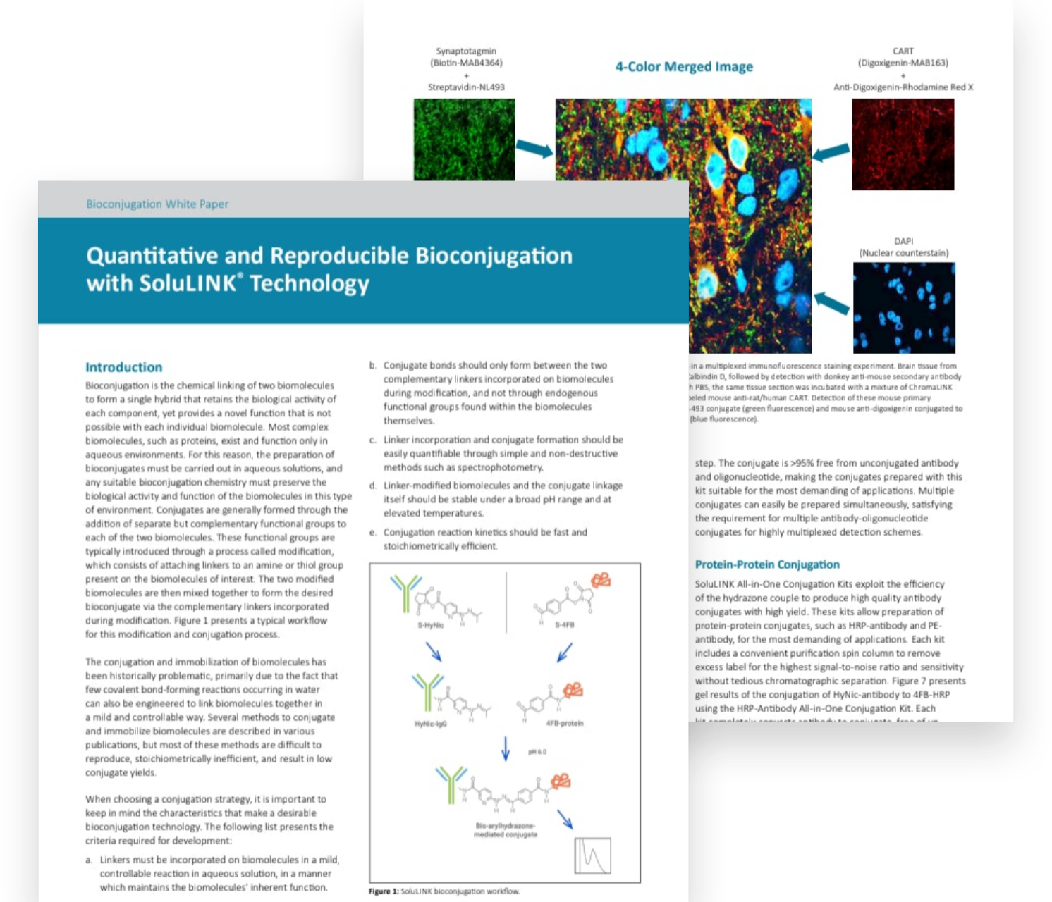 Quantitative and Reproducible Bioconjugation