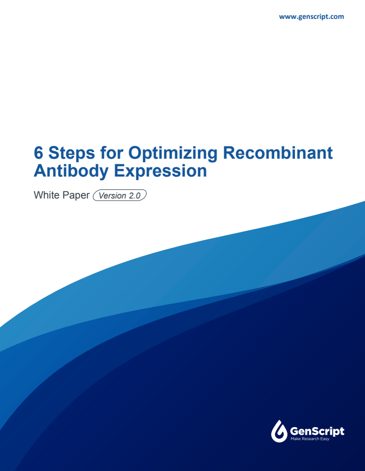 6 Steps for Optimizing Recombinant Antibody Expression